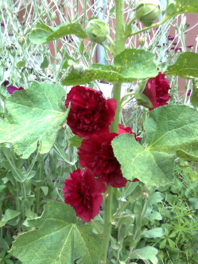 DOC POZE 101 - A___PRIMAVARA-VARA 2014