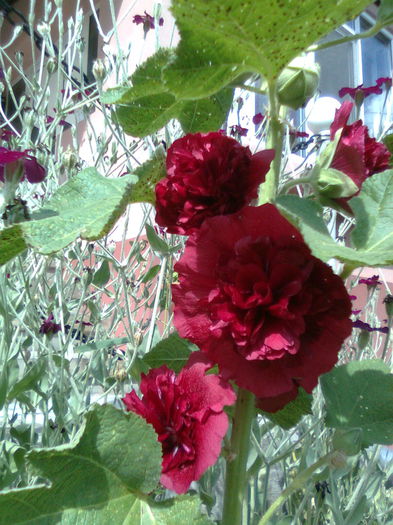 DOC POZE 095 - A___PRIMAVARA-VARA 2014