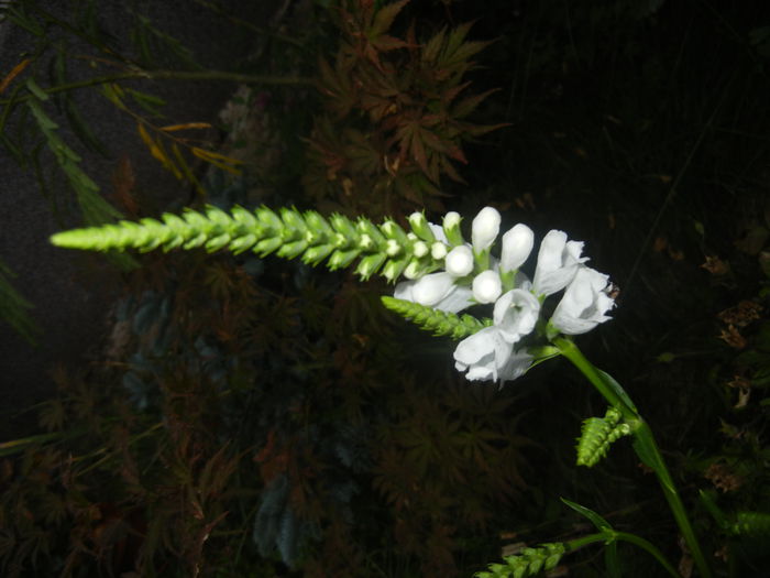 Physostegia virginiana Alba ('14,Jun.25)