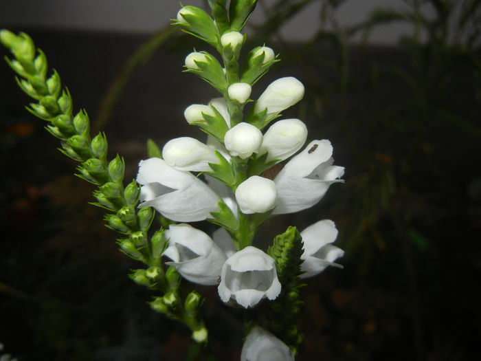 Physostegia virginiana Alba ('14,Jun.25) - PHYSOSTEGIA Virginiana Alba