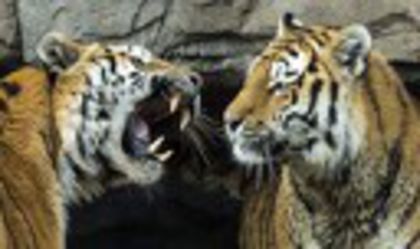 2 tigri