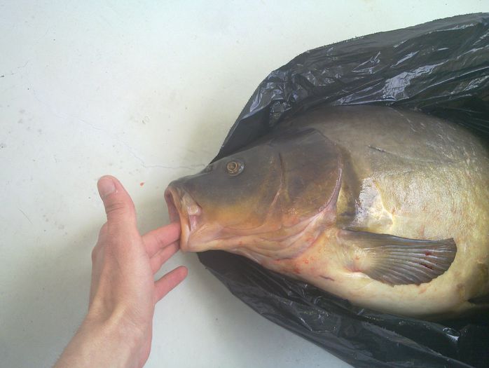 fileu de crap!!; 11kg!!
