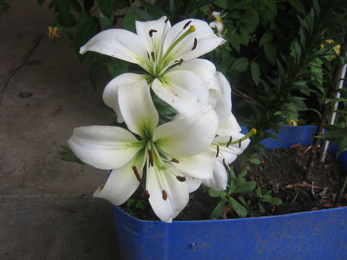 Bright Diamond 002 - crini de gradina