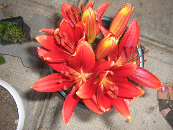 lilium  caravita 003 - crini de gradina
