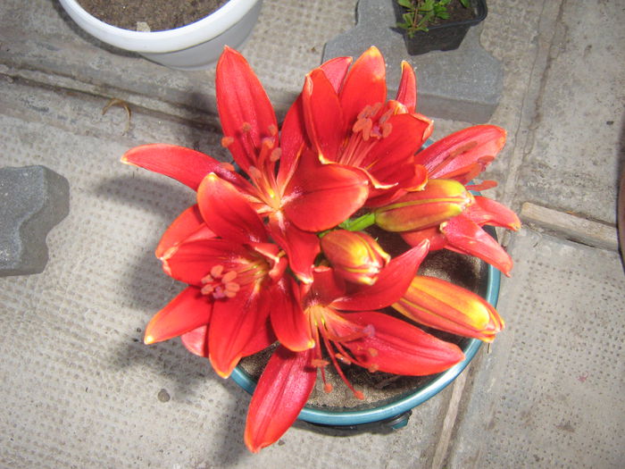 lilium  caravita 002 - crini de gradina