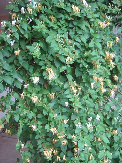 lonicera japonica 003 - Flori in curte