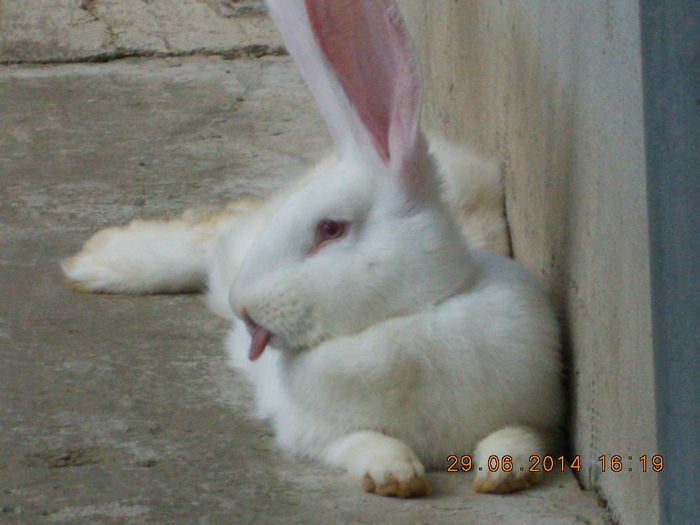 Picture 307; DACA VREAU SCOT SI LIMBA
