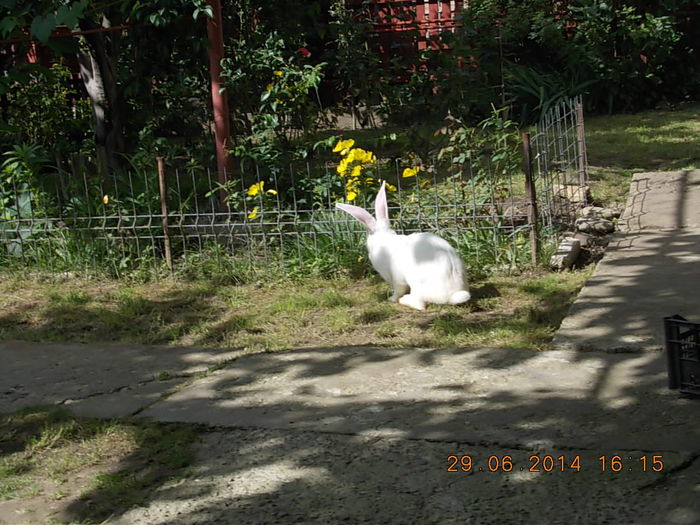 Picture 294