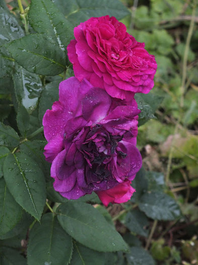 03.07.2014b - Purple Lodge
