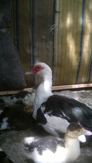 image336 - Noua achizitie