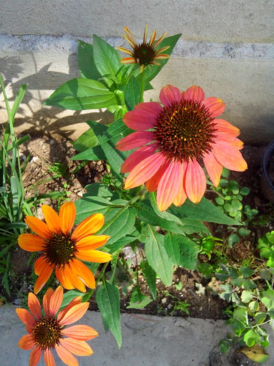 echinacea - ECHINACEA