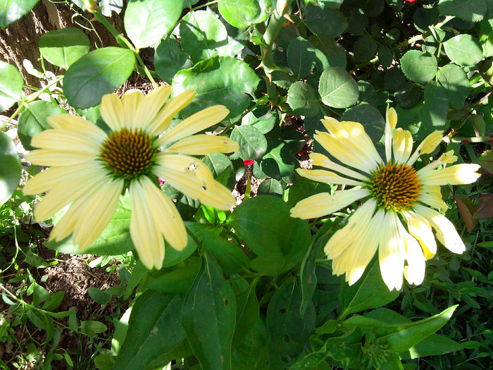 echinaceea sunrise - ECHINACEA