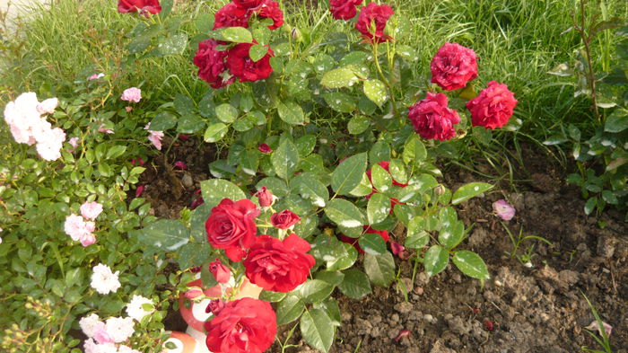 068 - Kordes Lavaglut