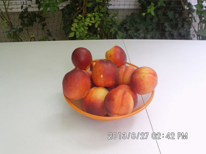 Picture 144 - Productie fructe