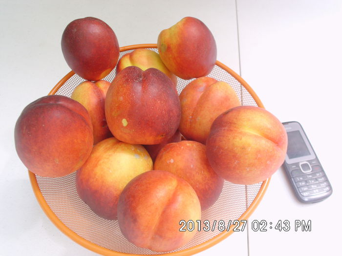 Picture 148 - Productie fructe
