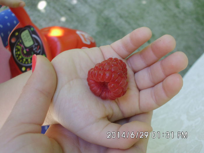 IMG_0665 - Pomi fructiferi altoiri