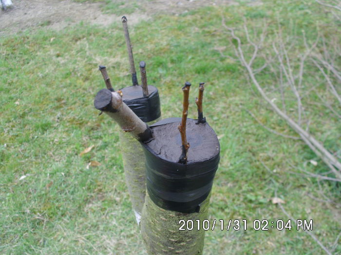 IMG_0397; prun supraaltoit tu japonez si Renglot
