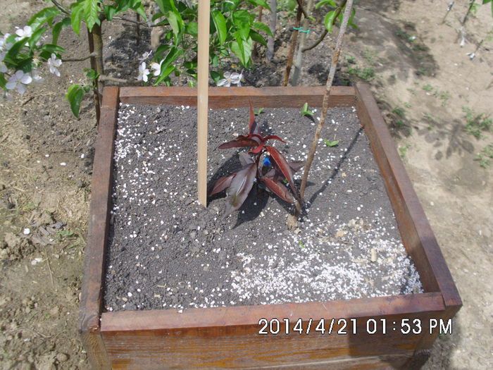 IMG_0435; Piersic Purpuriu de la Constanta pe franc-experiment la ghiveci sa vedem cat timp merge bine
