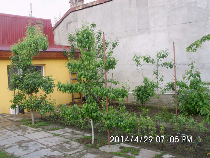 IMG_0471; coroane artistice palisate..peri palmeta Haag si gard fructifer Lapage
