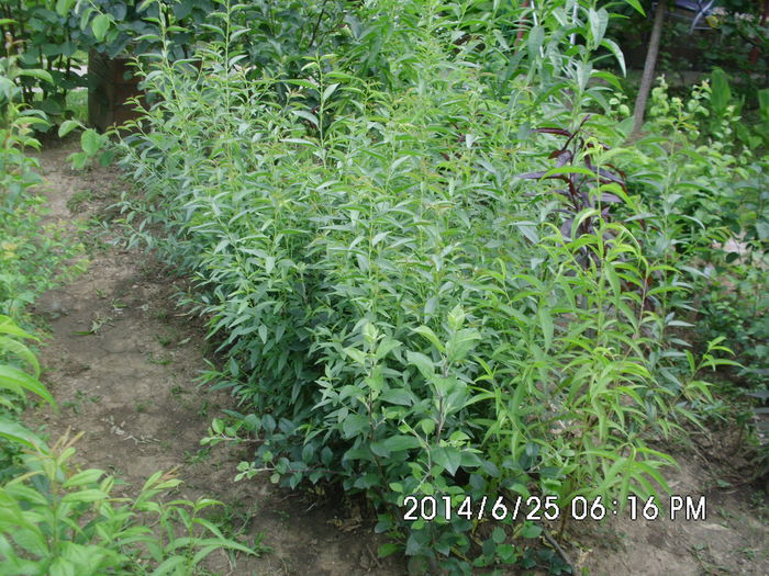 IMG_0623 - Pomi fructiferi altoiri