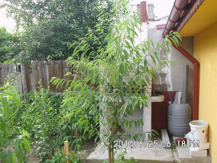 IMG_0629 - Pomi fructiferi altoiri