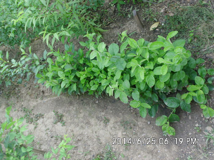 IMG_0631; semintoase-portaltoi
