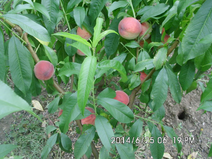 IMG_0632 - Pomi fructiferi altoiri