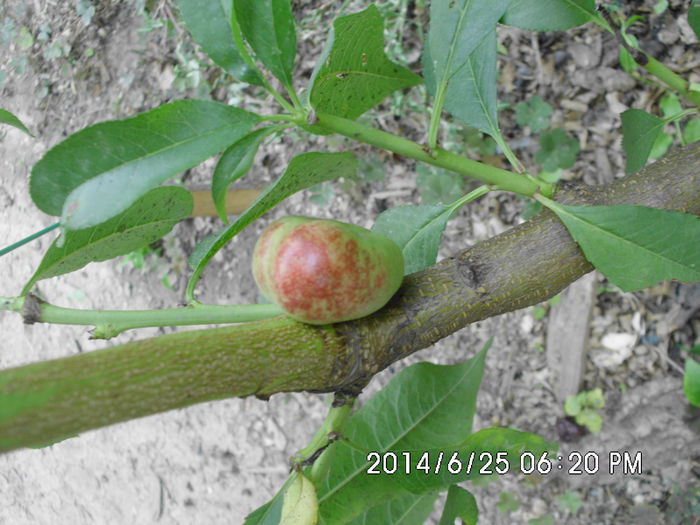 IMG_0633 - Pomi fructiferi altoiri