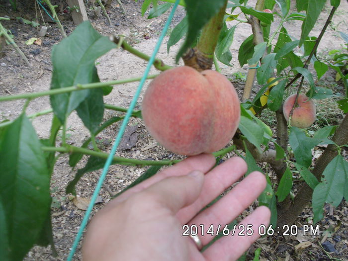 IMG_0635 - Pomi fructiferi altoiri