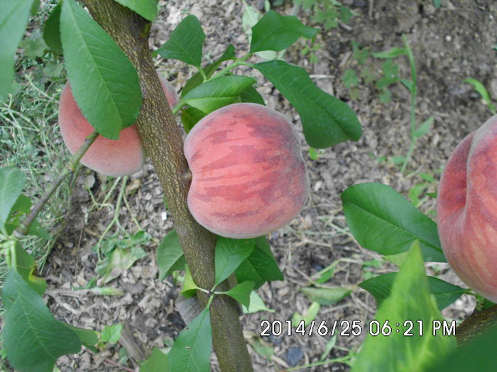 IMG_0637 - Pomi fructiferi altoiri