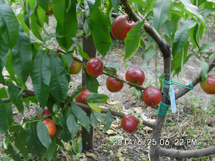 IMG_0640 - Pomi fructiferi altoiri
