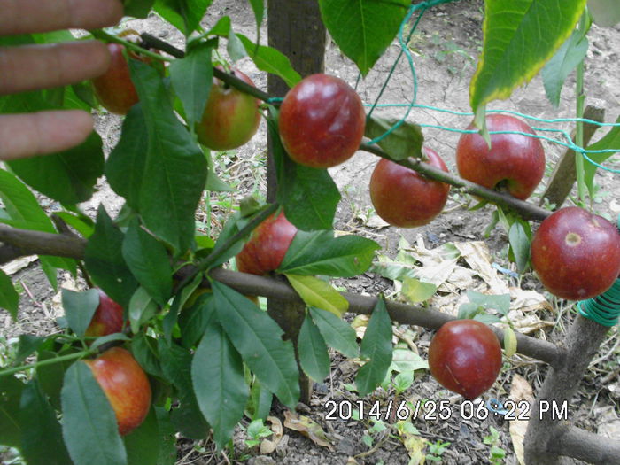 IMG_0641 - Pomi fructiferi altoiri