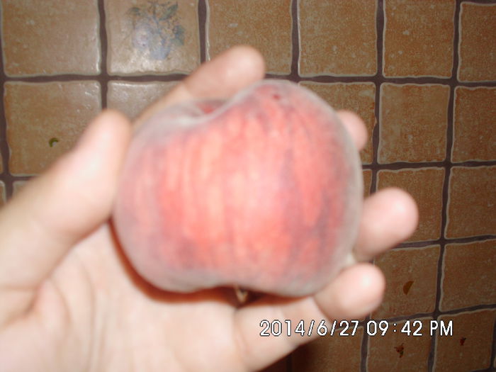 IMG_0652 - Pomi fructiferi altoiri
