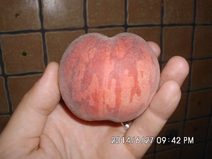 IMG_0653 - Pomi fructiferi altoiri