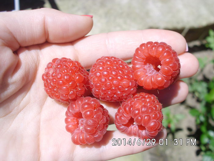 IMG_0663 - Pomi fructiferi altoiri
