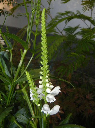 Physostegia virginiana Alba ('14,Jun.27)