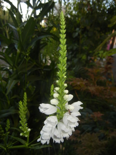 Physostegia virginiana Alba ('14,Jun.27)