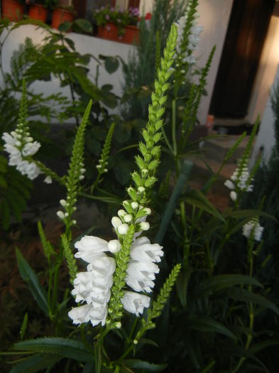 Physostegia virginiana Alba ('14,Jun.27)