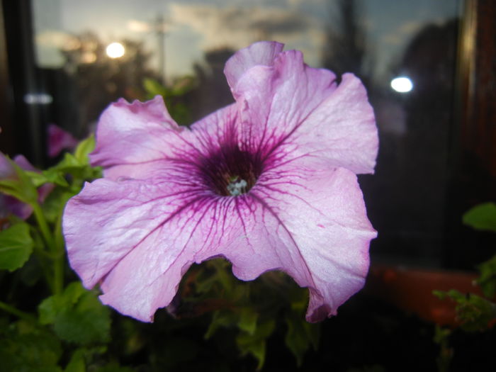 Purple Petunia (2014, June 27)