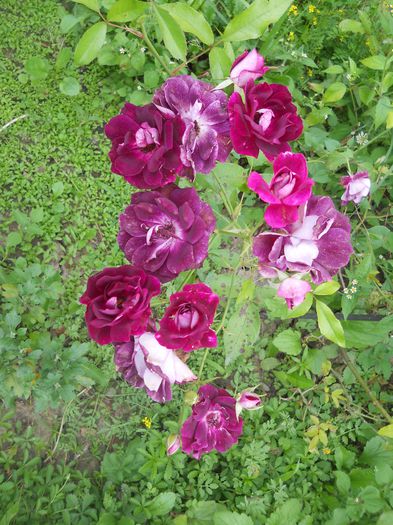 Burgundy Ice