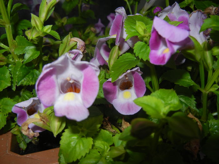 Torenia Rose Dream (2014, June 25)