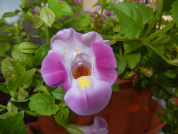 Torenia Rose Dream (2014, June 27)