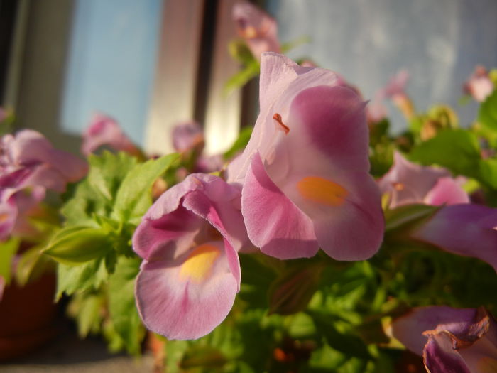 Torenia Rose Dream (2014, July 01) - TORENIA Rose Dream