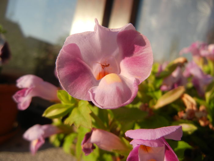 Torenia Rose Dream (2014, July 01) - TORENIA Rose Dream