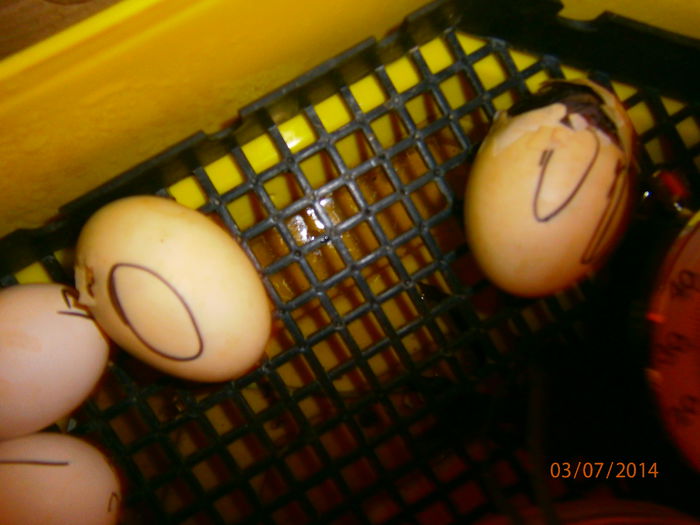 DIN 12  OUA AM SALVAT 5 PUIUTI!!!; 4 DE CAROLINA SI UNUL DE GASCA CU COAMA!!!
