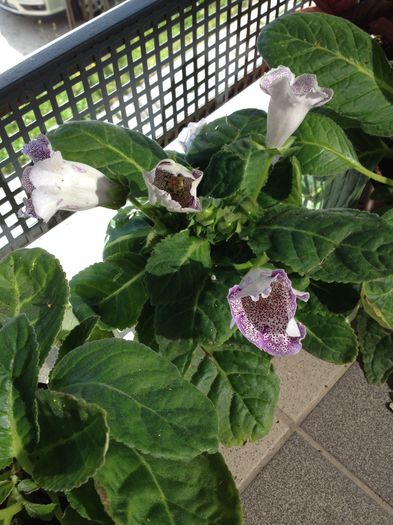 image - Gloxinia