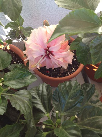 image - hibiscusi