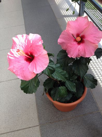 image - hibiscusi
