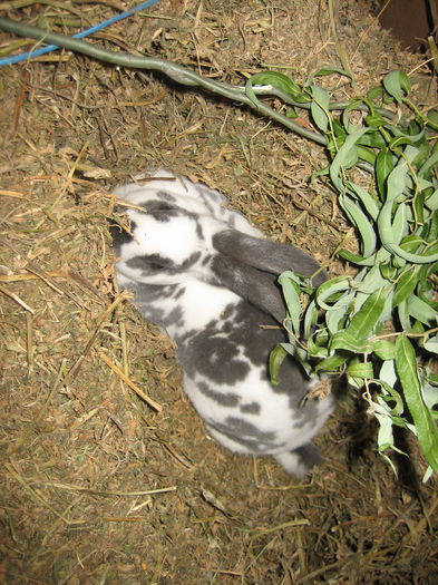 Femela 1 Rex Pitic Dalmatian
