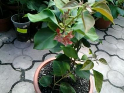 Fotografie1661 - Hibiscusi si Bougainvillea